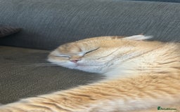 Scottish Fold cats for sale: Chinchilla golden Scottish fold - Image 5