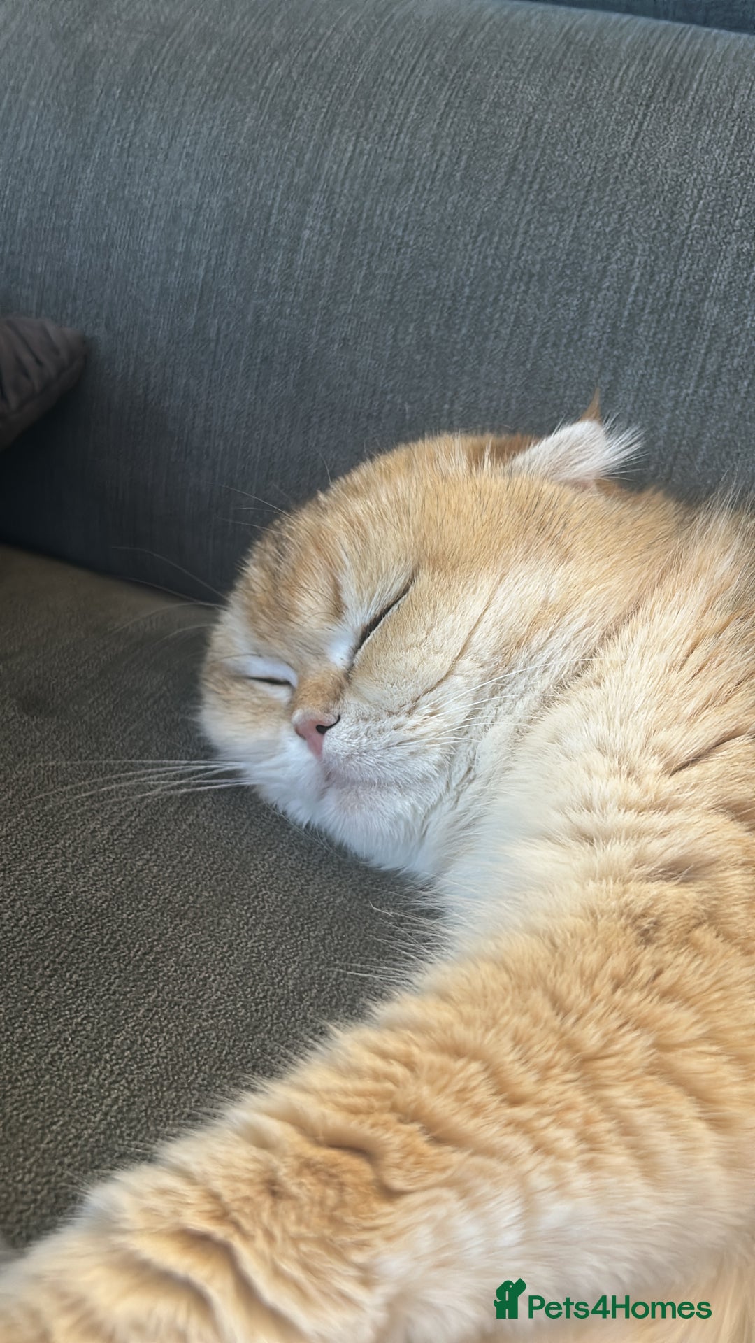 Scottish Fold cats for sale: Chinchilla golden Scottish fold - Image 5