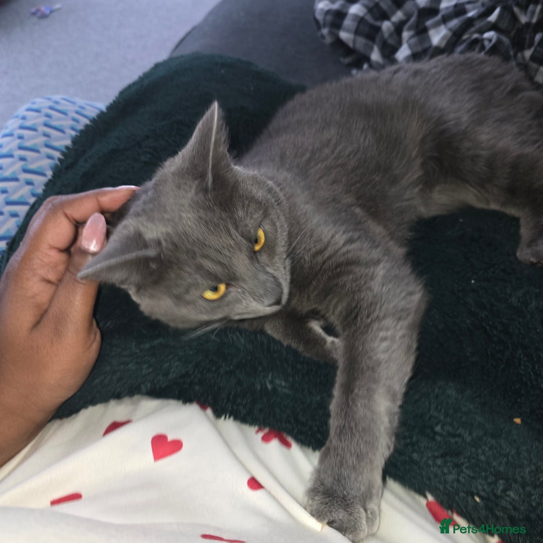 Russian Blue cats for sale: A female grey cat for sale - Image 2