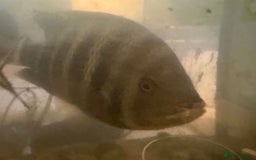 Other/Mixed Breed fish for sale: Multiple fish for rehoming - Image 5