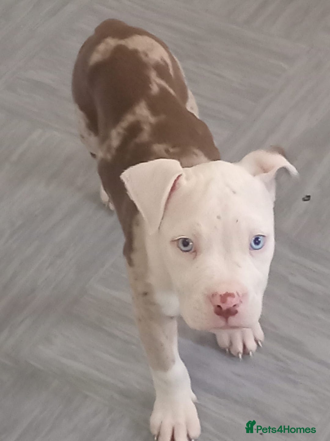 Alapaha Blue Blood Bulldog dogs for sale: Alaphas  - Advert 3