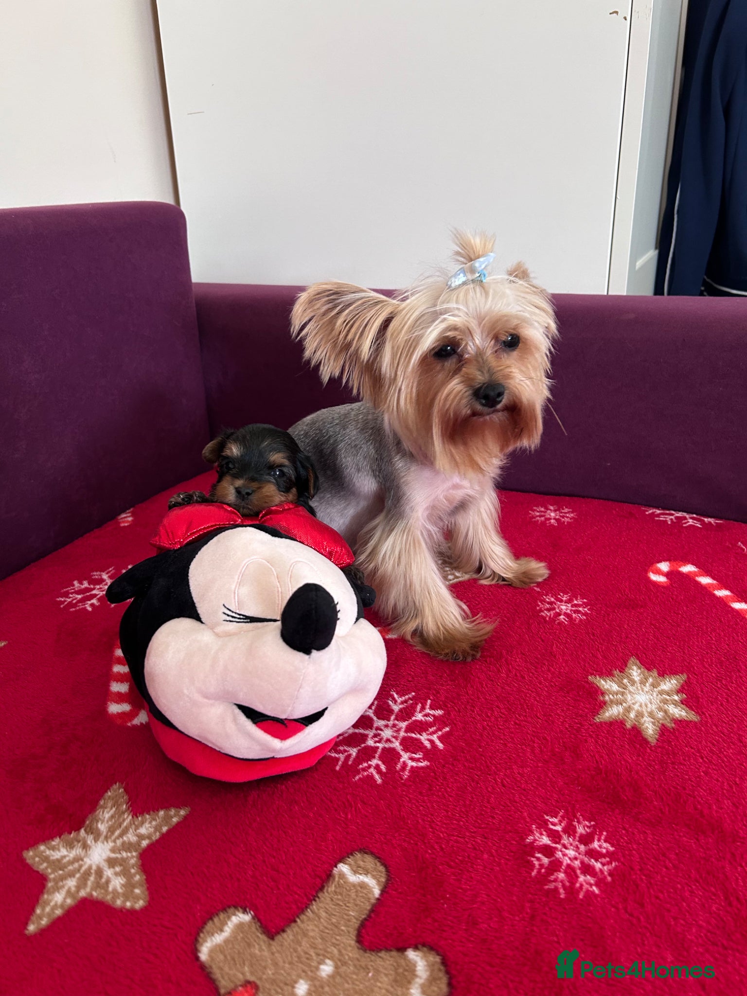 Yorkshire Terrier dogs for sale: Yorkshire Terrier puppiers - Advert 8