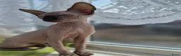Sphynx cats for sale: Canadian sphynx kitten looking for home in Oldbury - Advert 5
