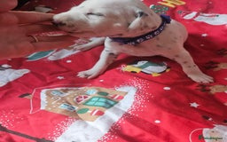 Dalmatian dogs for sale: 6 KC Dalmatian puppies Left - Image 23