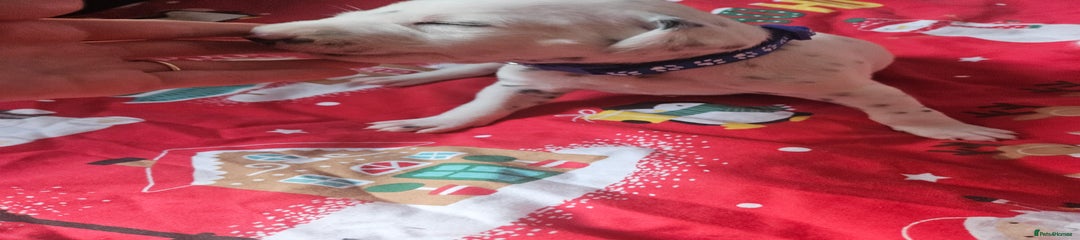 Dalmatian Puppy 6