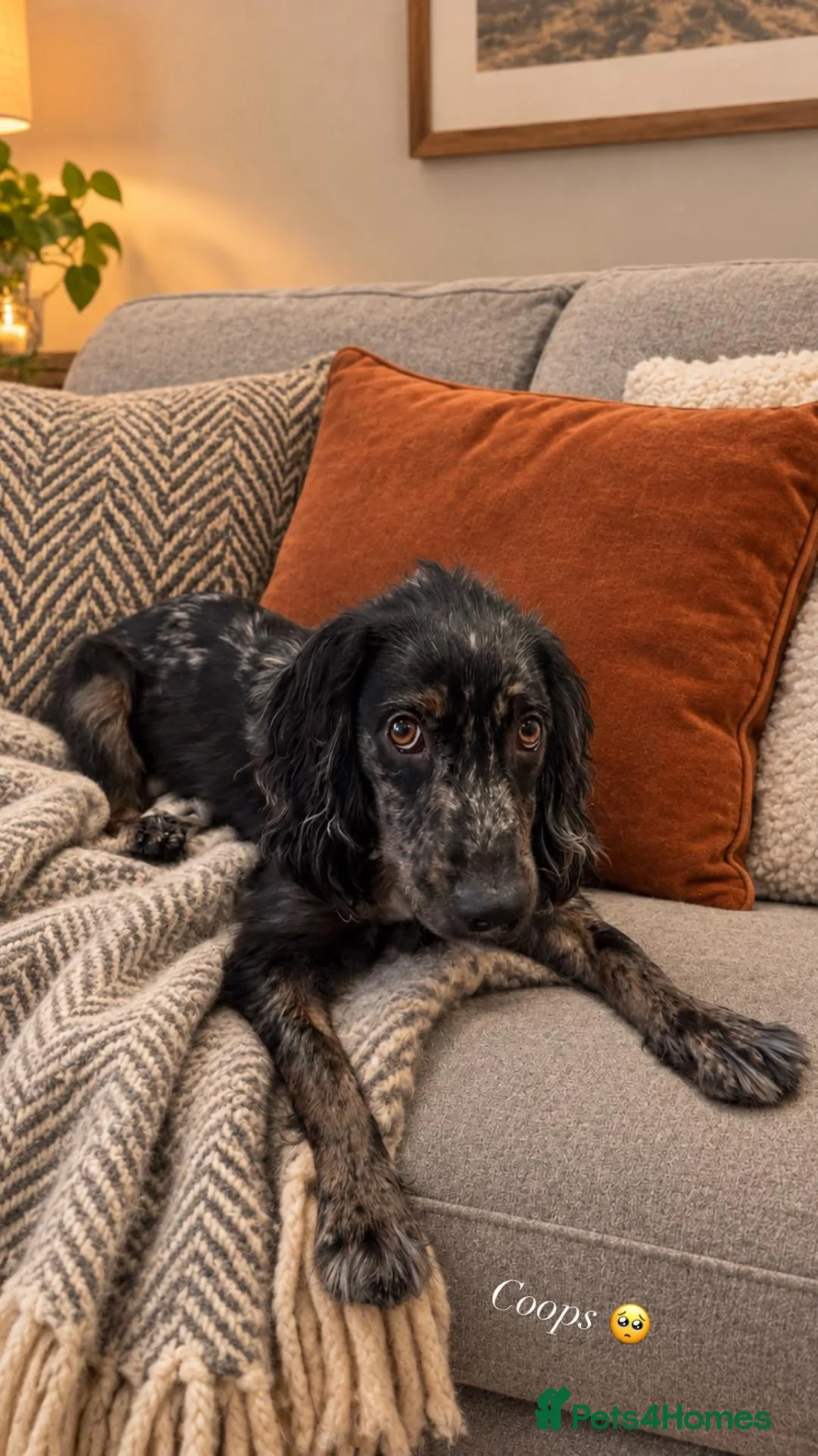 Cocker Spaniel dogs for sale: Merle Cocker Spaniel  in Kingswinford - Advert 2