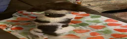English Springer Spaniel dogs for sale: Springer Spaniel Puppies in Waterlooville - Advert 6