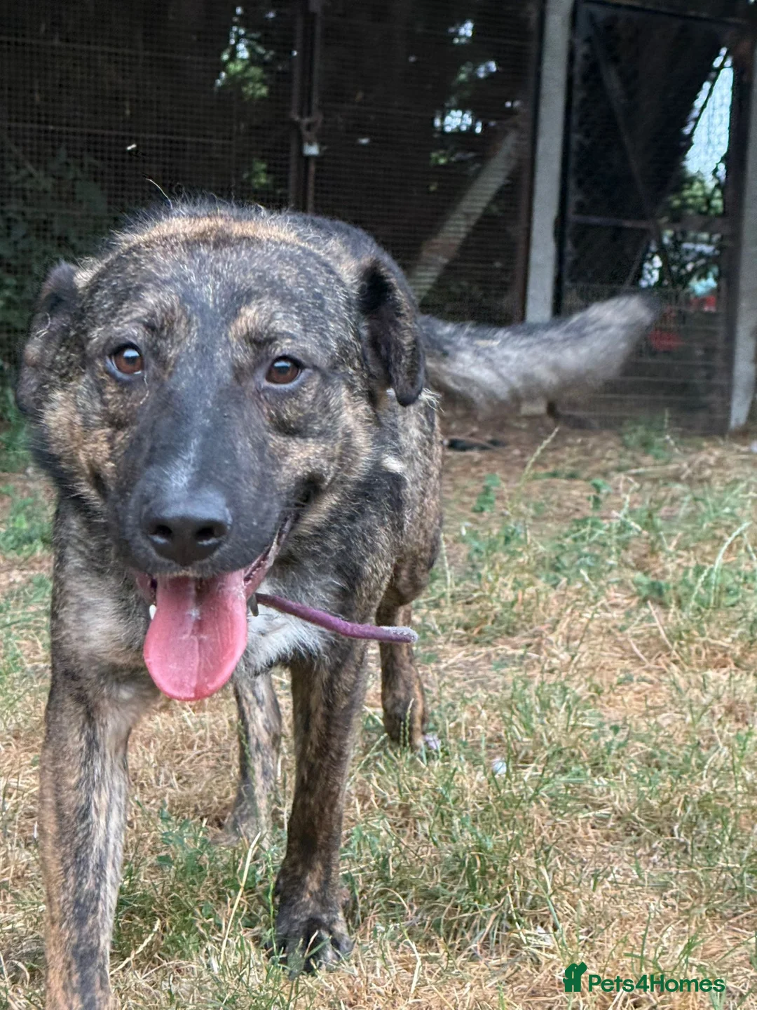 Mixed Breed dogs for adoption: Meet brilliant Bertie!!!  - Advert 4