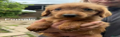 Labradoodle Puppy 11