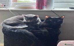British Shorthair cats for sale: Gray Kitten For Sale - Image 2