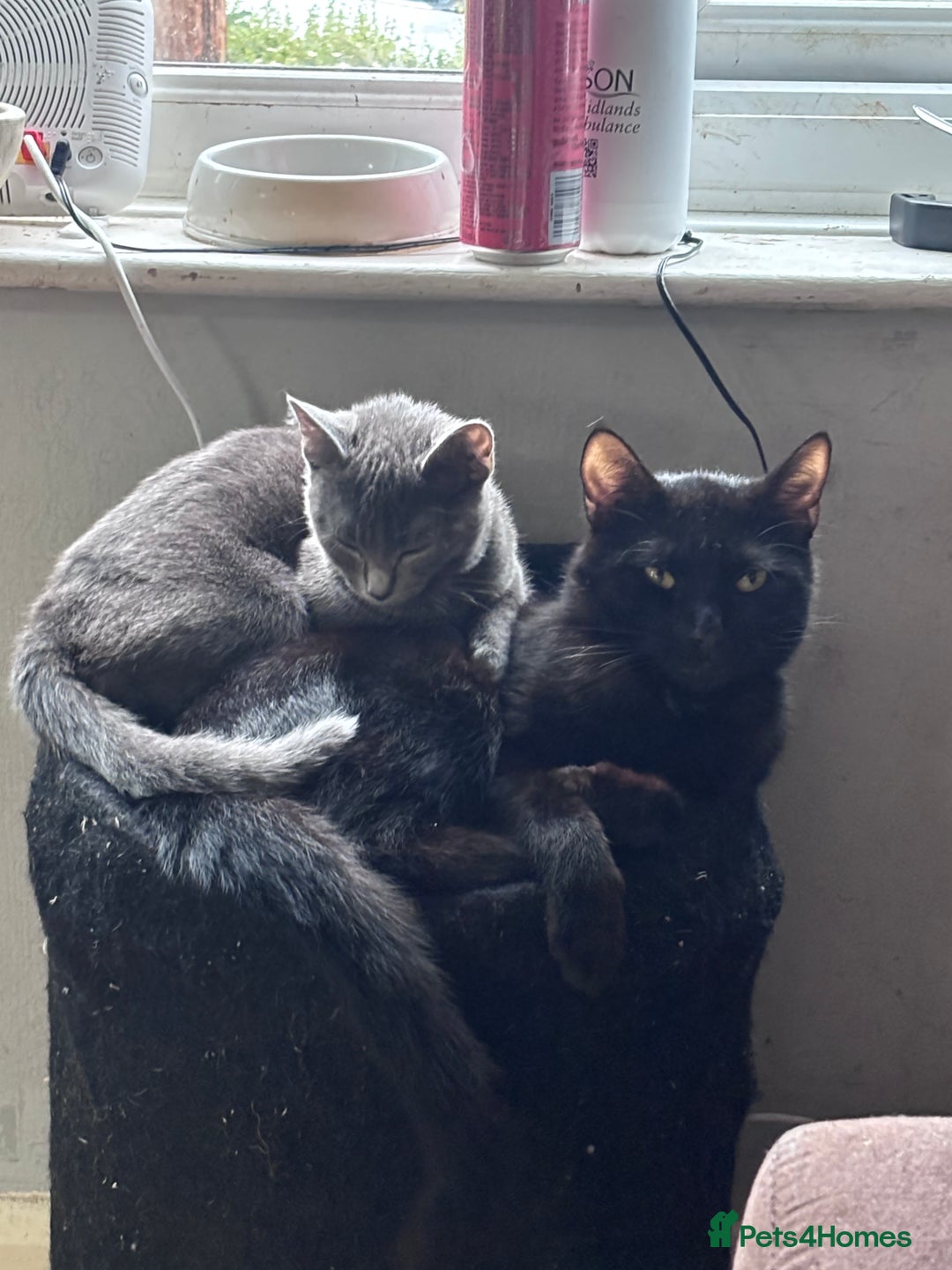 British Shorthair cats for sale: Gray Kitten For Sale - Image 2