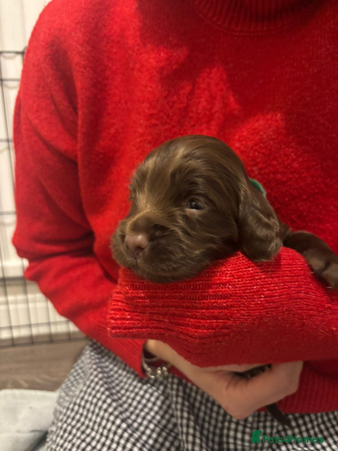 Cocker Spaniel dogs for sale: Litter of Cocker Spaniels ready for New Year - Advert 14