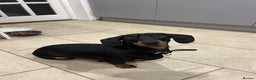 Miniature Dachshund dogs for sale: Black & tan miniature dachshund - Advert 2