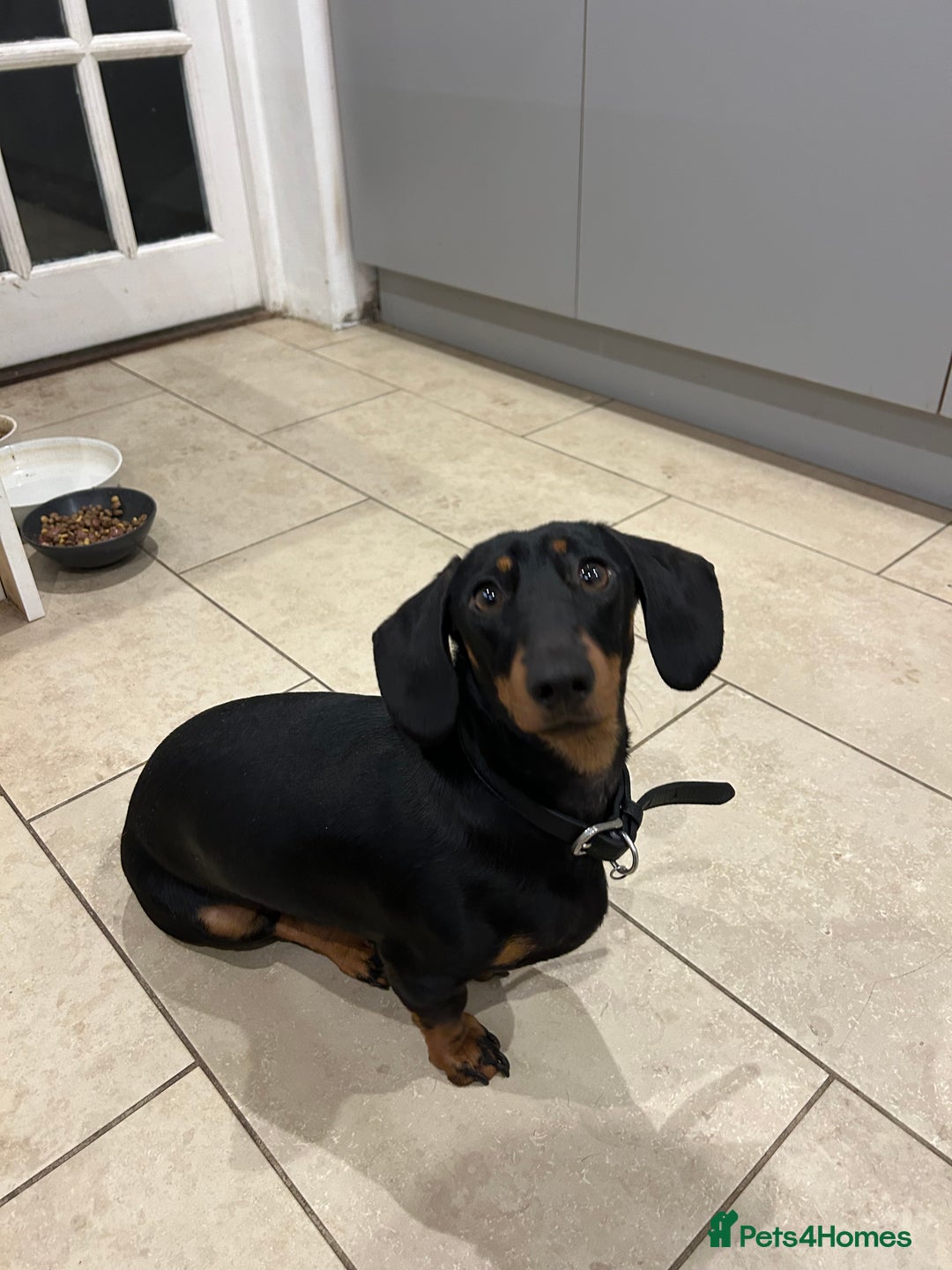 Miniature Dachshund dogs for sale: Black & tan miniature dachshund - Advert 2