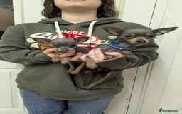 Russian Toy Terrier dogs for sale: Russian toy terrier cross Prague ratter - Image 4