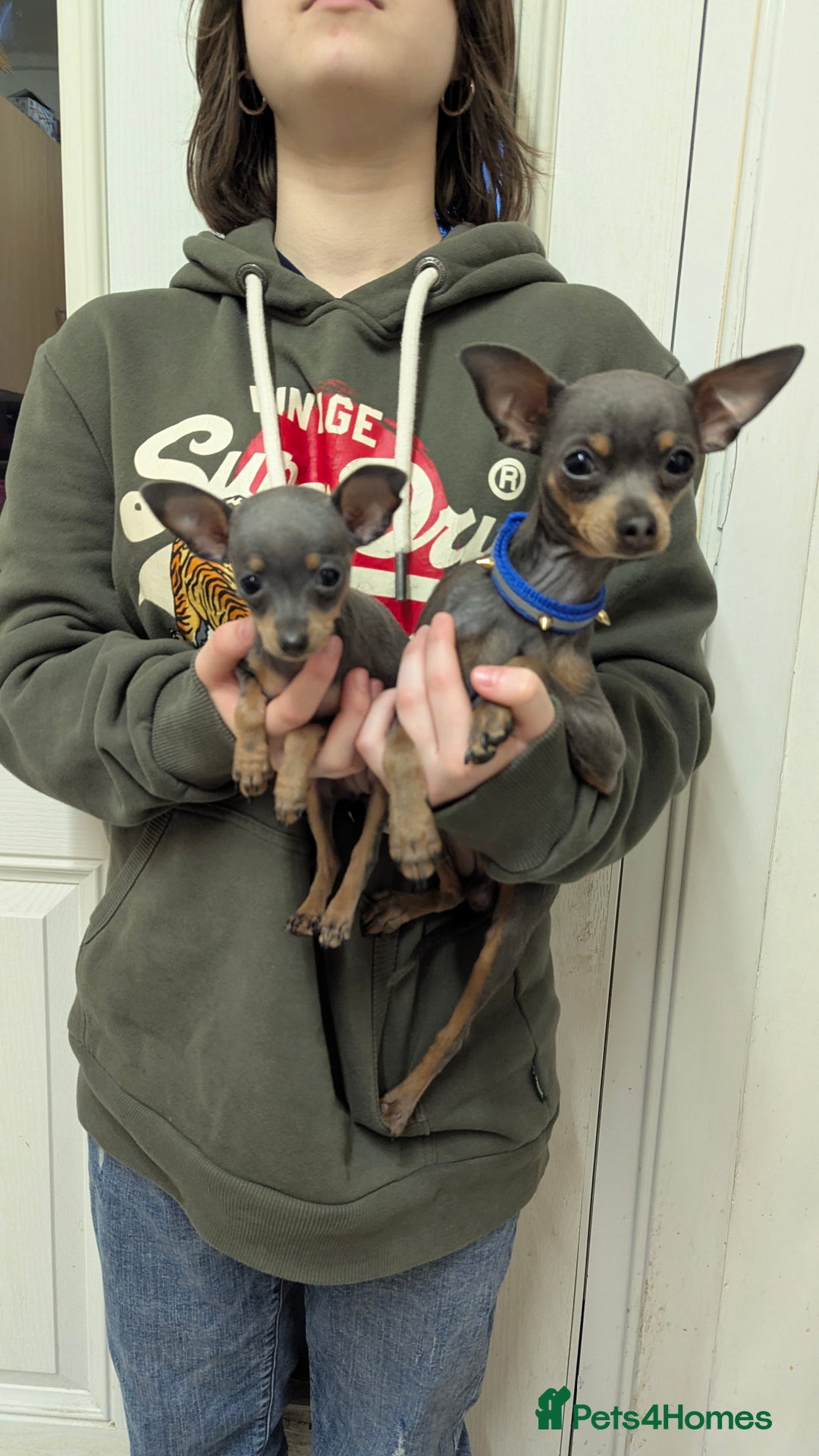 Russian Toy Terrier dogs for sale: Russian toy terrier cross Prague ratter - Image 4