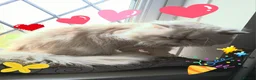 Persian cats for sale: Tin-tin – Loving Persian Cat Seeking Forever Home - Advert 4