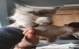 Ragdoll cats for sale: Beautiful Ragdoll kittens - Image 21
