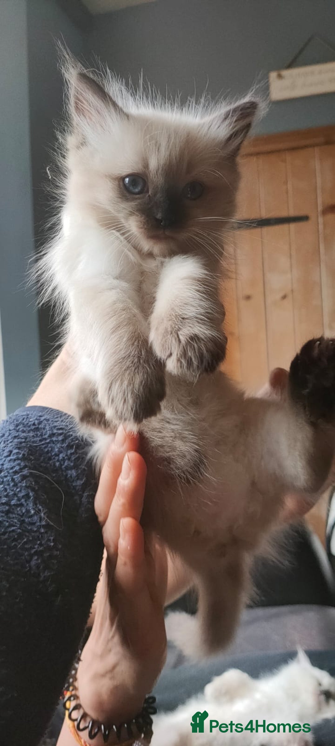 Ragdoll cats for sale: Beautiful Ragdoll kittens - Image 21