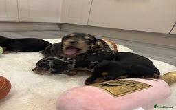 Miniature Dachshund dogs for sale: Miniature dachshund  - Advert 10