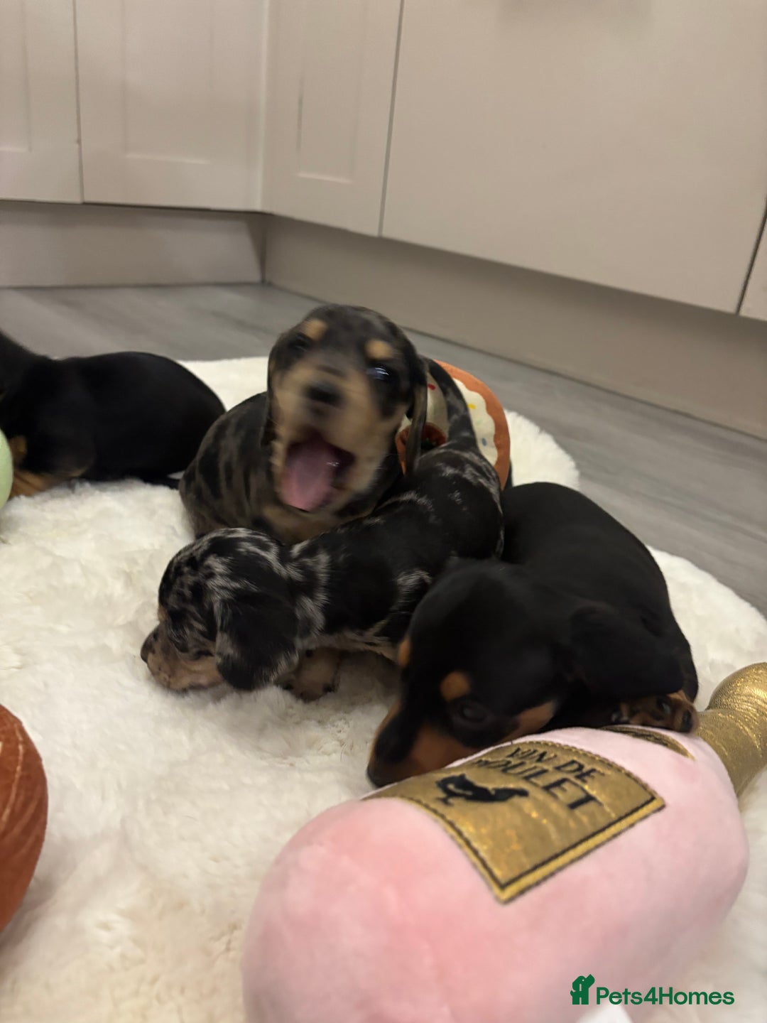 Miniature Dachshund dogs for sale: Miniature dachshund  - Advert 10