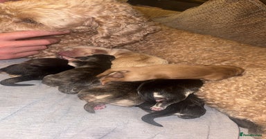 Mixed Breed dogs - Advert 12