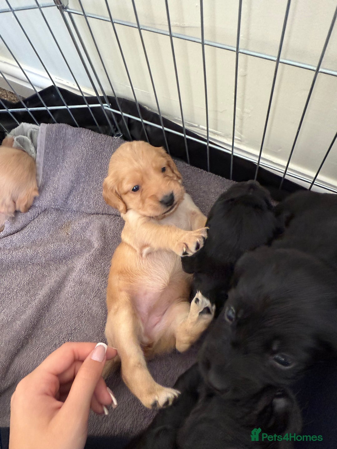 Cocker Spaniel dogs for sale: Cocker spaniel puppies for sale  - Image 12
