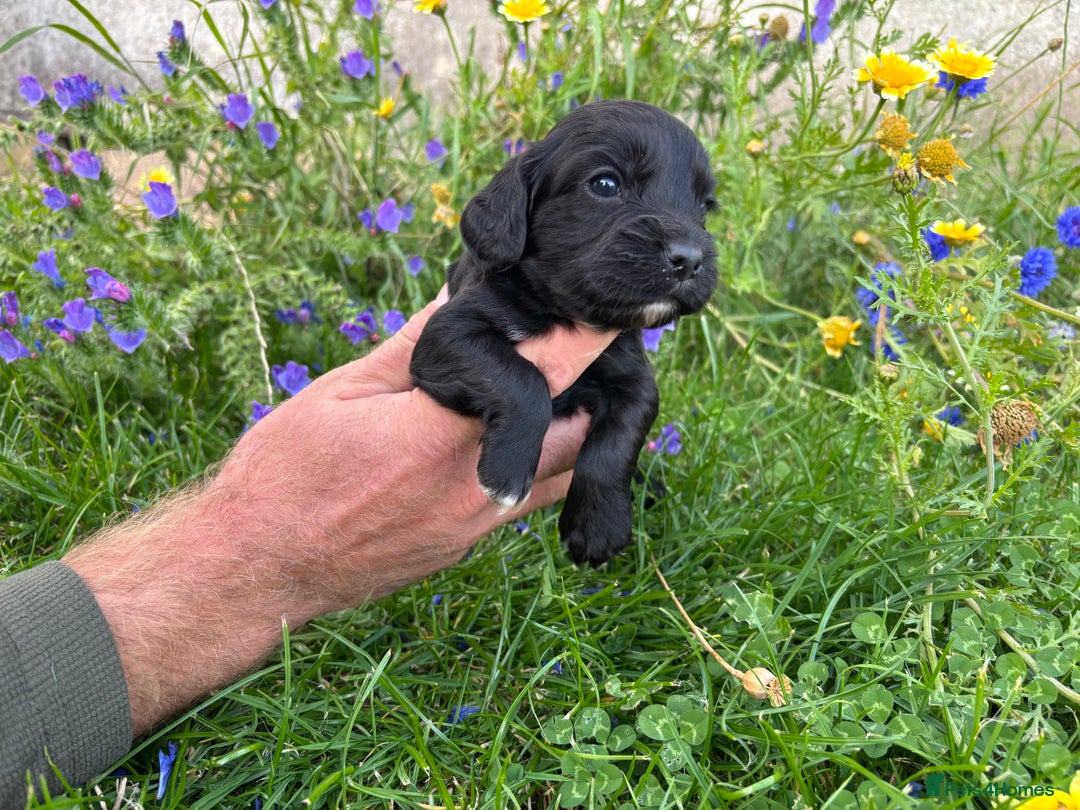 Cocker Spaniel dogs for sale: Working cocker pups.  - Image 6