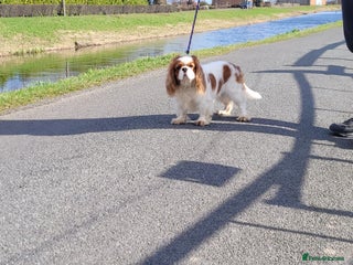 Cavalier King Charles Spaniel dogs in Wisbech - Advert 38