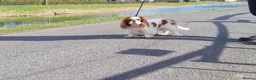 Cavalier King Charles Spaniel dogs for stud: Beautiful extensively health tested Cavalier Stud  in Wisbech - Advert 1