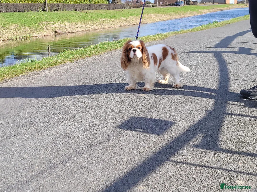 Cavalier King Charles Spaniel dogs for stud: Beautiful extensively health tested Cavalier Stud  in Wisbech - Advert 1