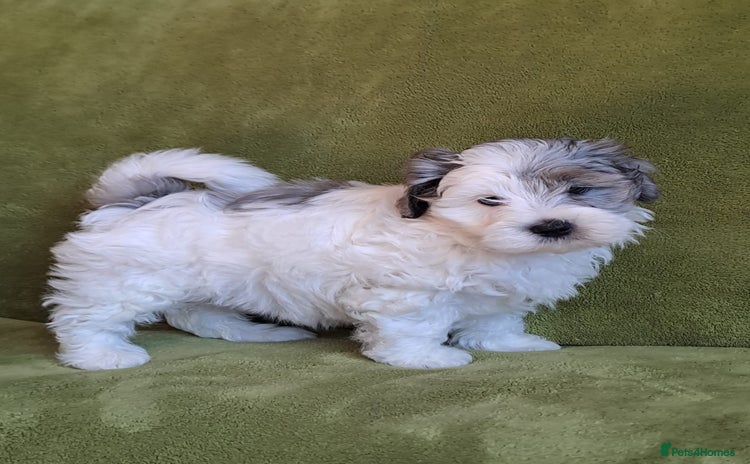 Lhasapoo dogs - Advert 3