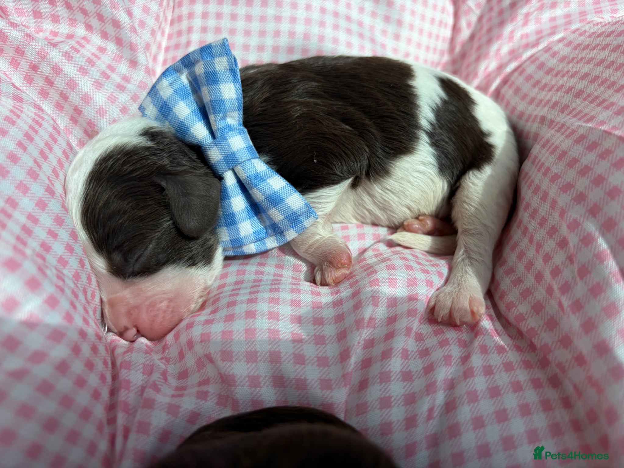 Cavapoo dogs for sale: F1 Chocolate Dream Cavapoos 🤎 - Advert 8