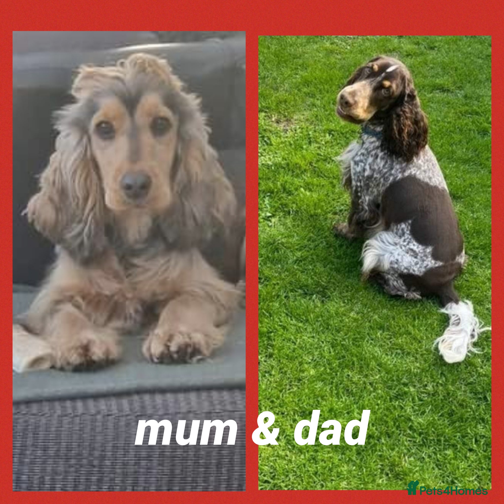 Cocker Spaniel dogs Show Cockers ~ 1 pup available Blue Roan GIRL  - Advert 15