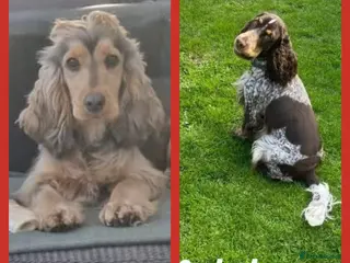 Cocker Spaniel dogs Show Cockers ~ 1 pup available Blue Roan GIRL - Advert 15