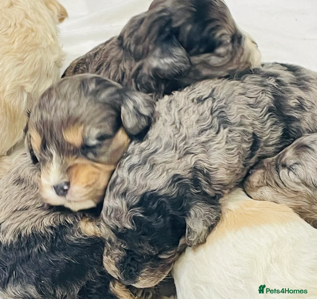 Cavapoo dogs for sale: Exceptional F1 B teddy bear cavapoo puppies  - Advert 2