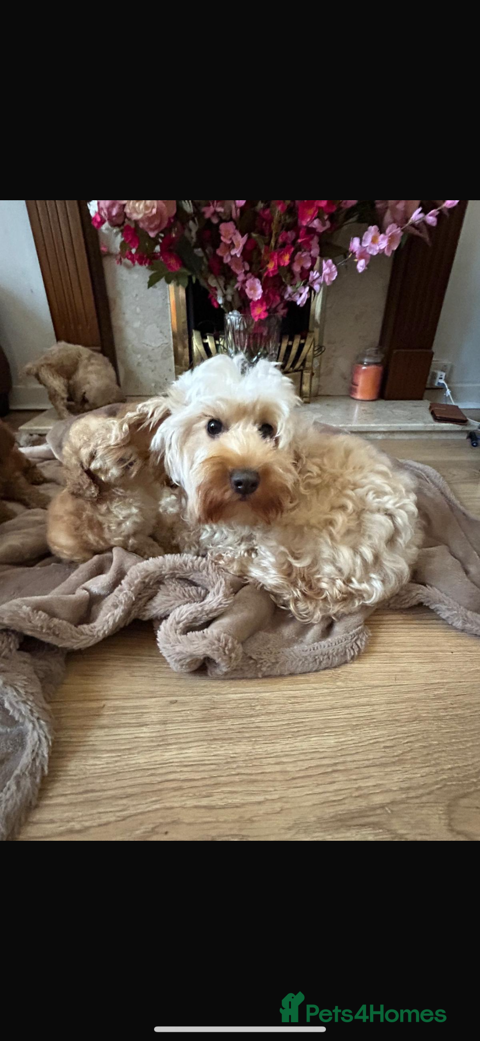 Cockapoo dogs for sale: Cockapoo puppies in Aberdeen - Advert 30