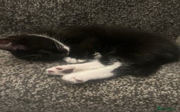 Mixed Breed cats for sale: Kittens for sale  in Bolton - Image 5
