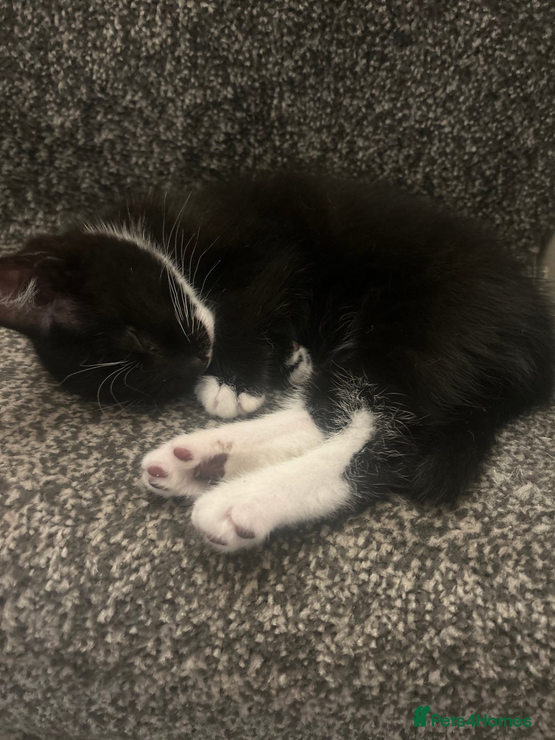 Mixed Breed cats for sale: Kittens for sale  in Bolton - Image 5