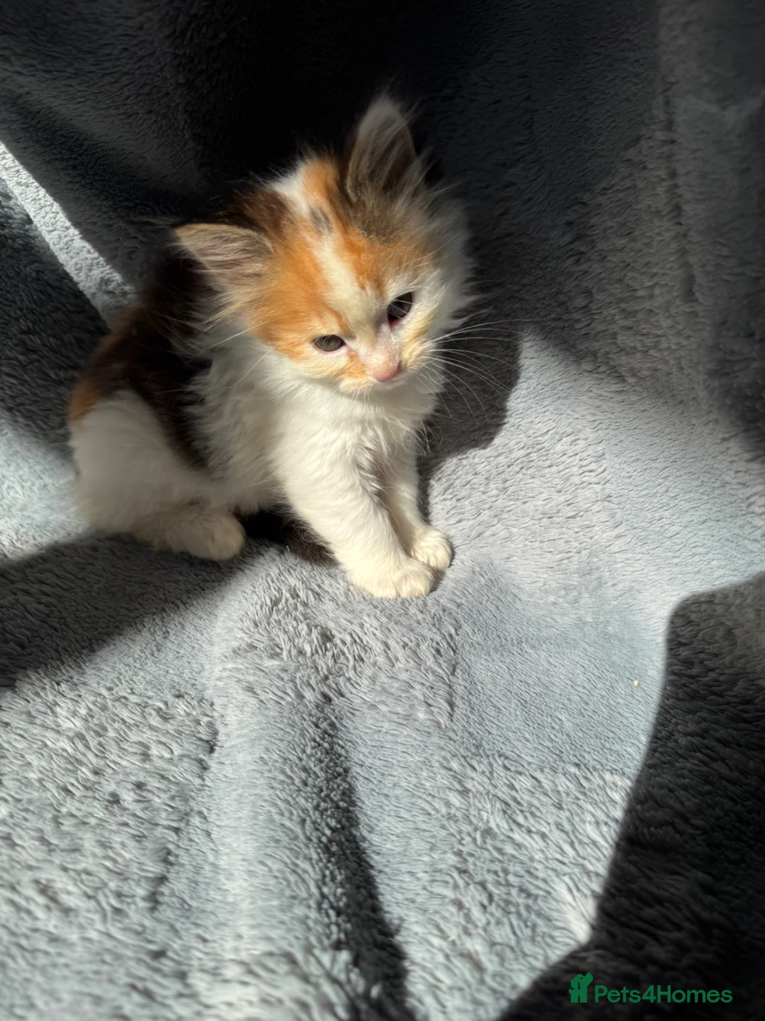 Munchkin cats for sale: Munchkin kittens in Tonbridge - Advert 2