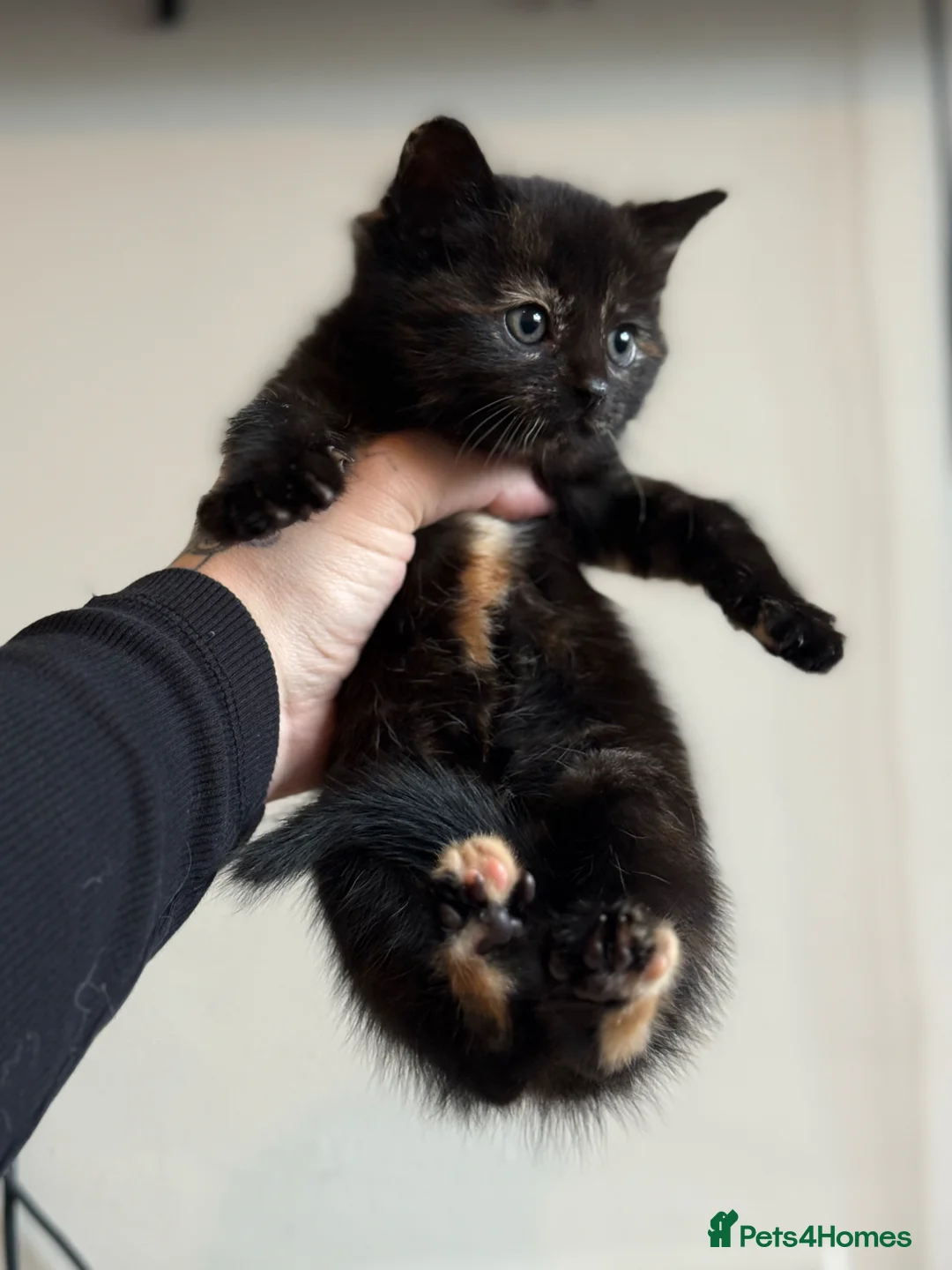 Domestic Shorthair cats for sale: 2 calico female kittens ready to reserve  - Advert 22