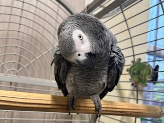 Parrots birds African grey parrot - Advert 1