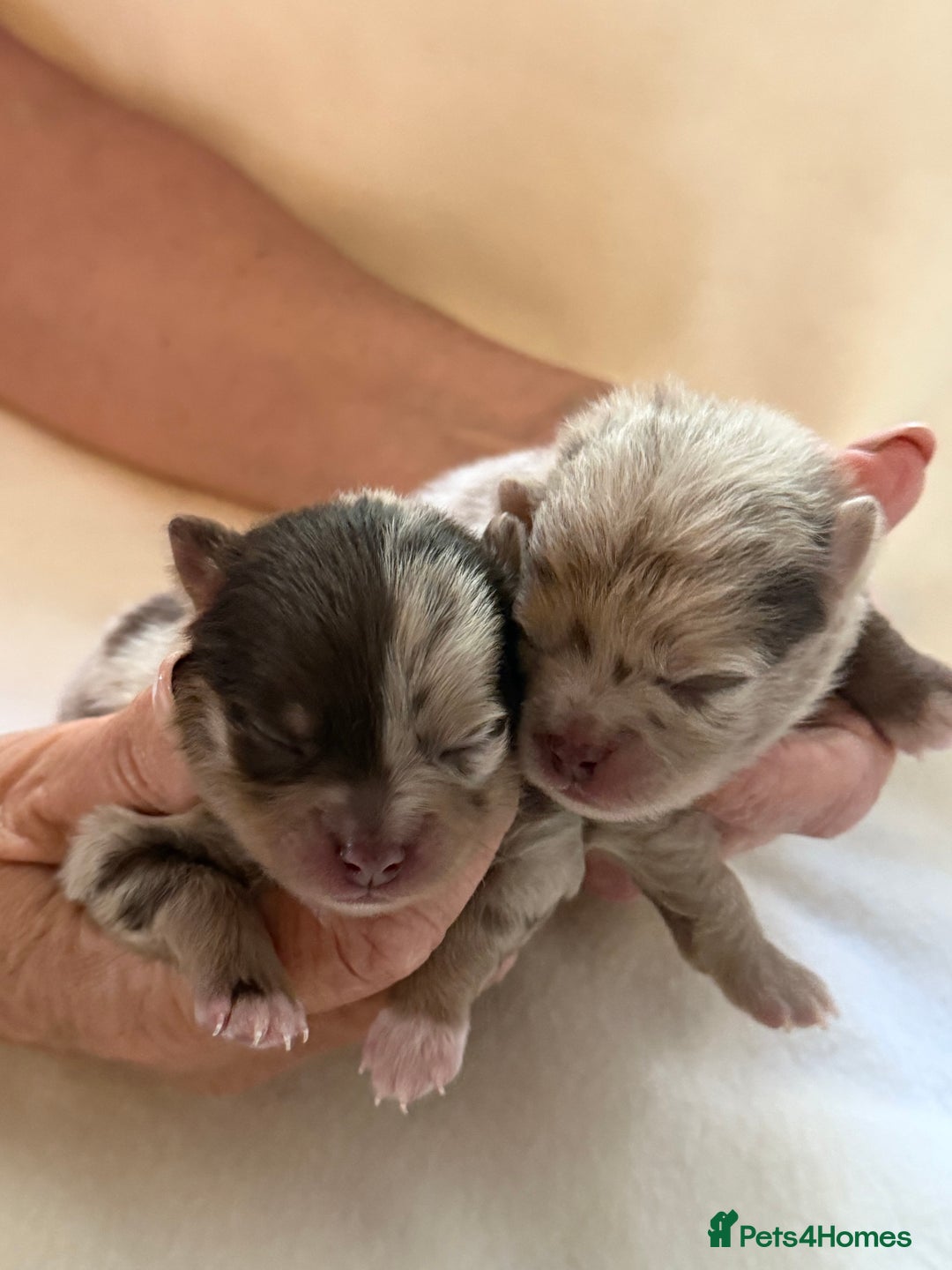 Pomeranian dogs for sale: BEAUTIFUL POMERANIAN PUPPIES  - Image 5