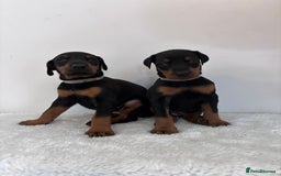 Dobermann dogs for sale: Healthy chunky European Doberman puppies - Image 20