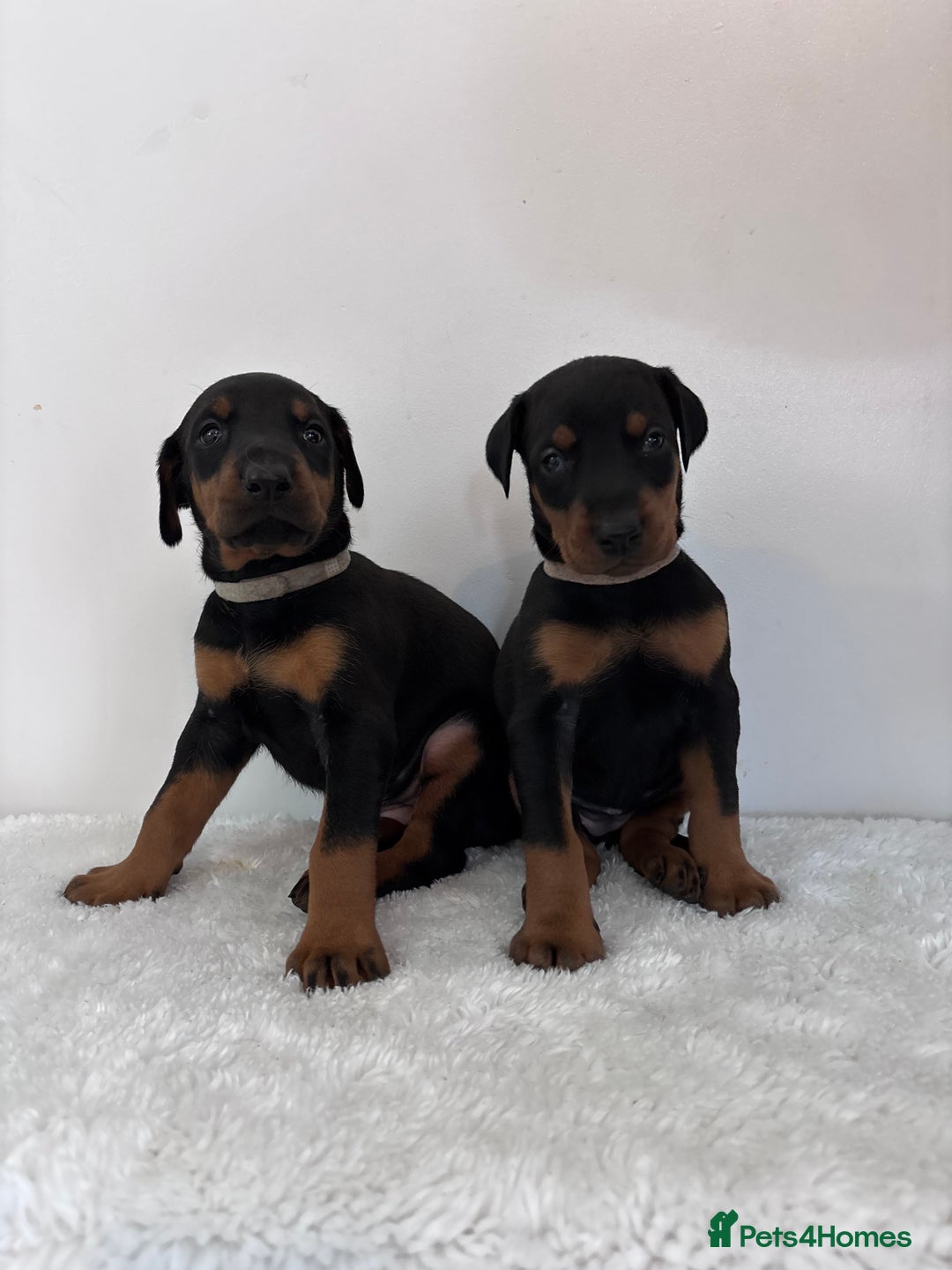 Dobermann dogs for sale: Healthy chunky European Doberman puppies - Image 20