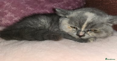British Shorthair cats - Advert 10
