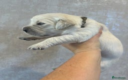 Golden Retriever dogs for sale: KC Reg pups, Health tested parents. - Image 6
