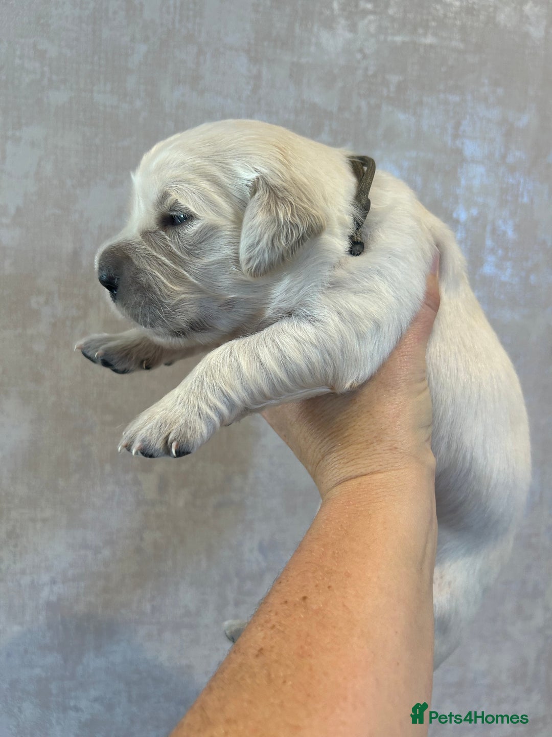 Golden Retriever dogs for sale: KC Reg pups, Health tested parents. - Image 6