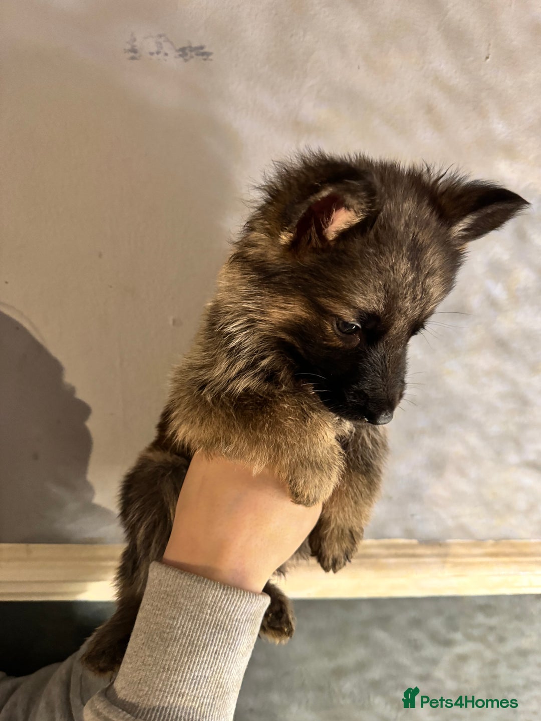 German Shepherd dogs for sale: Ready to meet your new best friend  - Advert 9