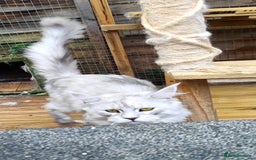 Maine Coon cats for sale: Beautiful NEUTERED boy  - Image 4